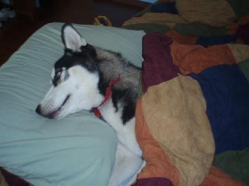 Is it morning yet - Siberian Husky.JPG